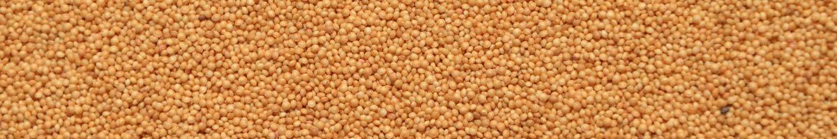 Amaranth 1 1